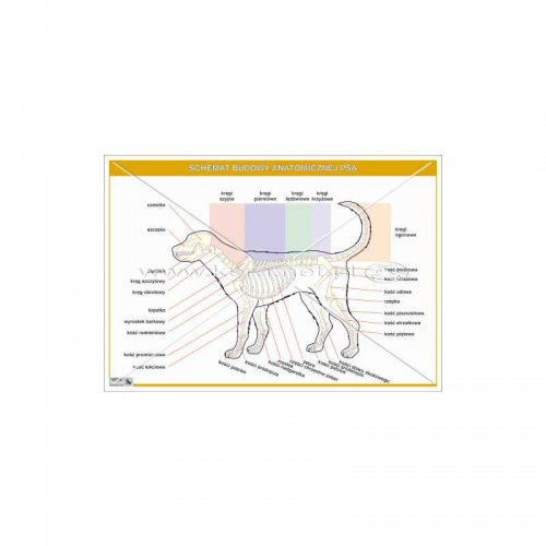 2441 Schemat budowy anatomicznej psa
