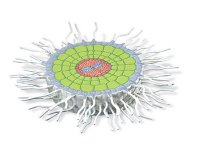 Absorpcyjna strefa korzenia