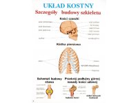 Anatomia i fizjologia człowieka  - zestaw