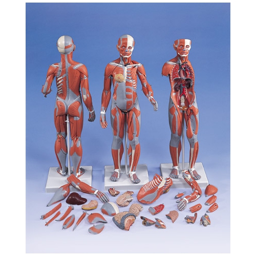 Figura mięśniowa 1/2, żeńska