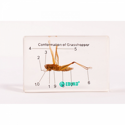 Konik polny - budowa