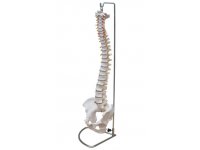 Kręgosłup z miednicą (sztywny) (realny rozmiar)