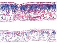 Liście roślin okrytonasiennych 3B - zestaw preparatów