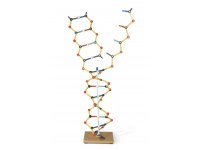 Model DNA - RNA