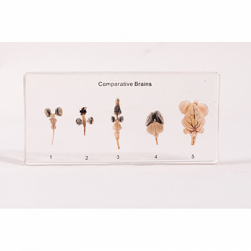Mózg - 5 typów, preparat zatopiony w pleksi