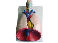 Narządy klatki piersiowej