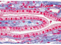 Prawidłowa Histologia Człowieka, Duży Zestaw, Część 2
