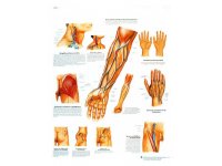 Przebieg ważnych klinicznie naczyń i nerwów - plansza