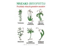 Przyroda - część I