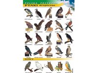 Ptaki drapieżne i sowy