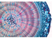 Rośliny Okrytonasienne i Nagonasienne - zestaw