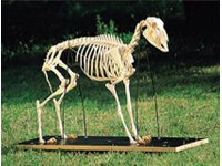 Szkielet owcy