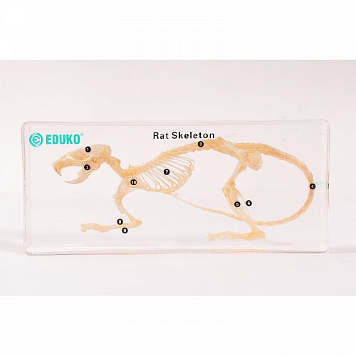 Szkielet szczura - EDUKO