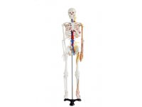 Szkielet z nerwami oraz naczyniami krwionośnymi 85 cm