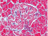 Układ hormonalny 3B - zestaw preparatów