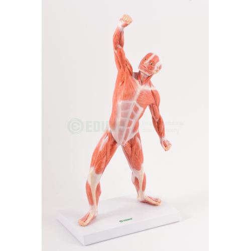 Układ mięśniowy człowieka 85 cm - model EDUKO