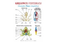 Zoologia część II- zestaw plansz