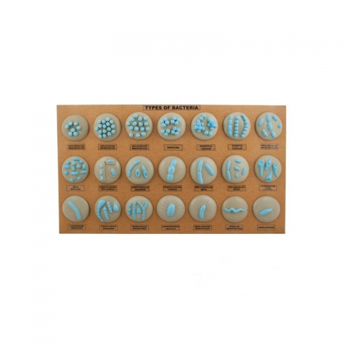 Bakterie, 21 różnych – model ścienny