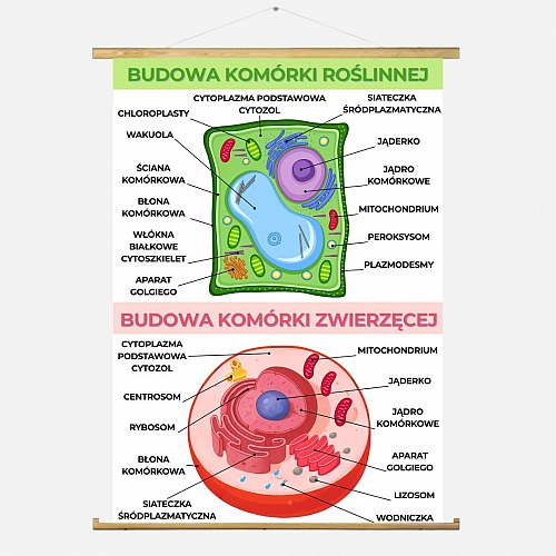 Budowa Komórki: Roślinna i Zwierzęca 140×100 cm