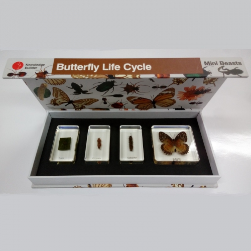 Cykl życiowy motyla 4 eksponaty