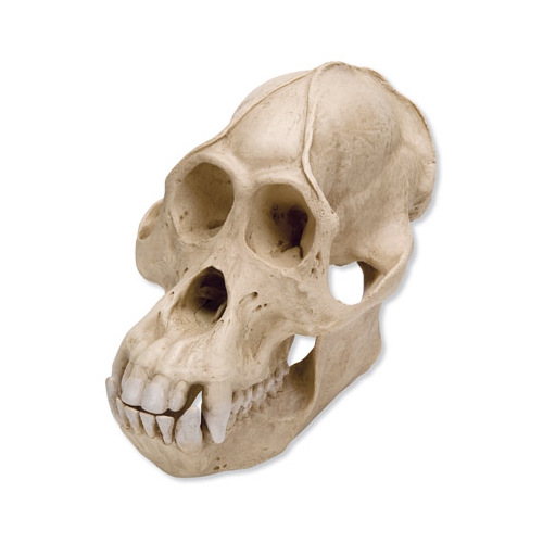Czaszka Orangutana