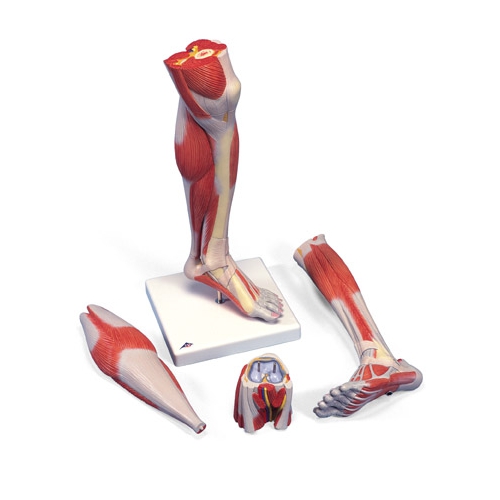 Dolne mięśnie nogi