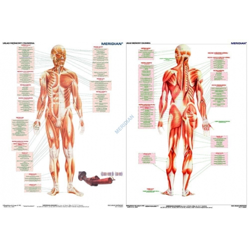 DUO Układ mięśniowy człowieka - ścienna plansza dydaktyczna