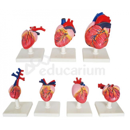 Ewolucja serca kręgowców - 7 modeli anatomicznych