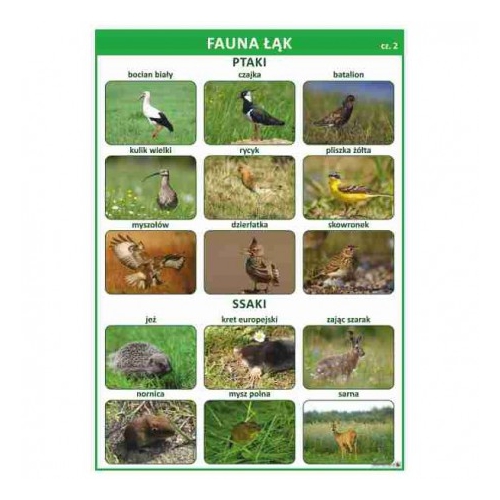 1688 Fauna łąk cz. 2