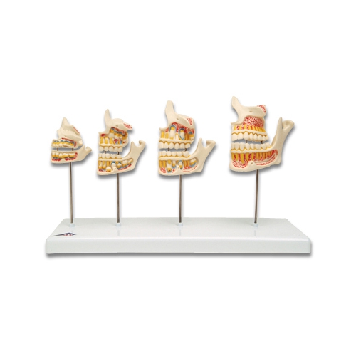 Fazy rozwoju uzębienia