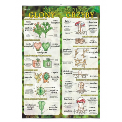 Glony i grzyby – cykl rozwojowy