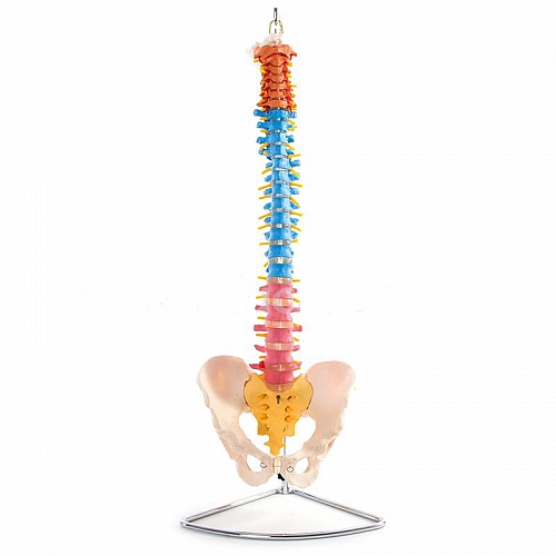 Kręgosłup elastyczny - kolorowy na stojaku
