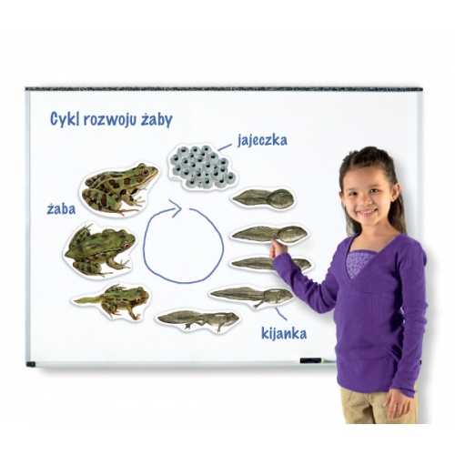 Magnetyczny cykl rozwoju - żaba