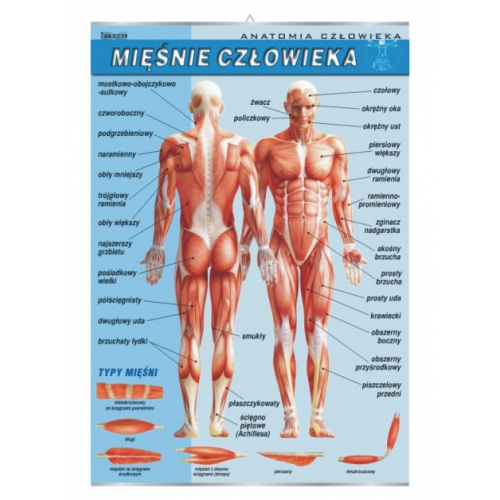 Mięśnie człowieka