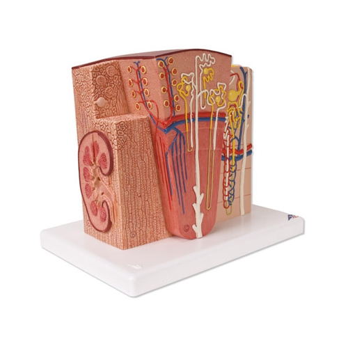 Mikroanatomiczny Model Nerki
