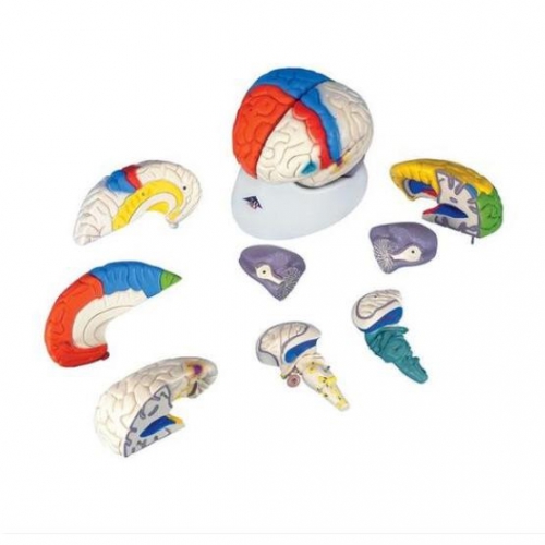 Mózg Neuroanatomiczny