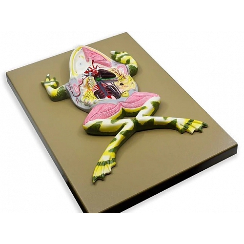 Model żaby preparowanej