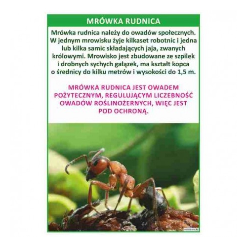 Mrówka rudnica