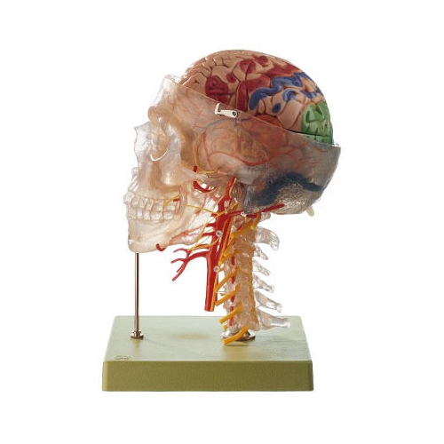 Neuroanatomiczny Model Głowy
