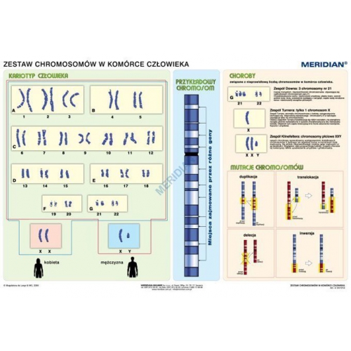 Podstawy genetyki - chromosomy w komórce człowieka - ścienna plansza dydaktyczna