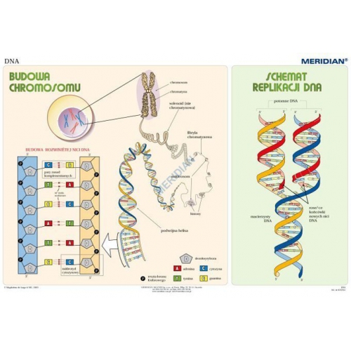 Podstawy genetyki DNA - ścienna plansza dydaktyczna