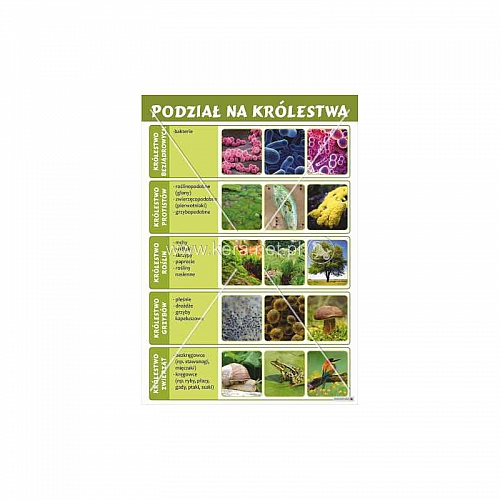 Podział na królestwa