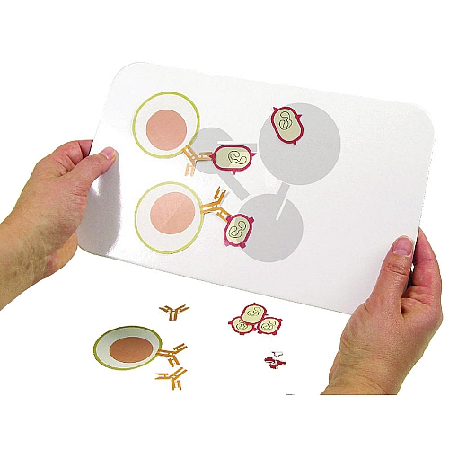 Procesy immunologiczne