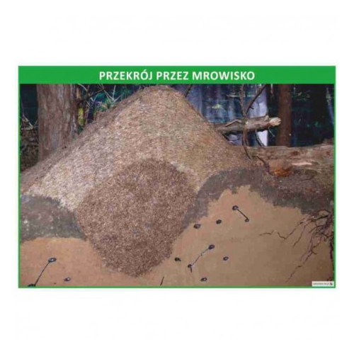 Przekrój przez mrowisko