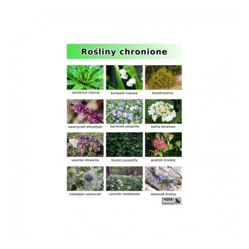 Rośliny chronione cz.2