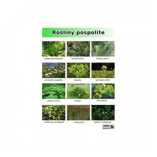 Rośliny pospolite
