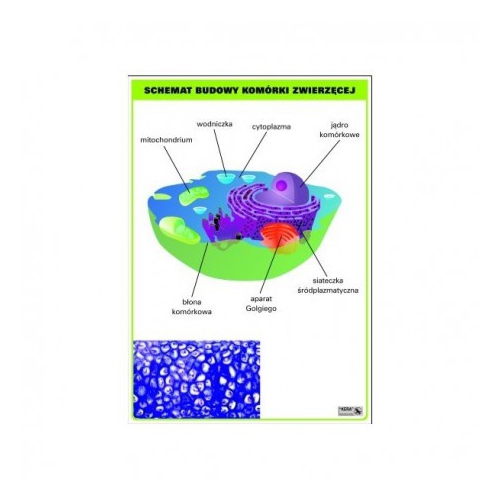 Schemat budowy komórki zwierzęcej