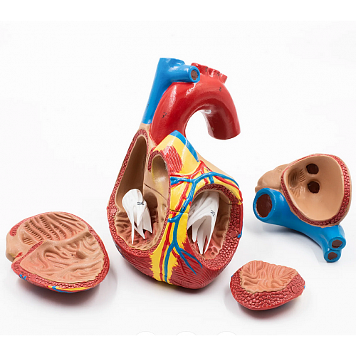 Serce - 3 ruchome cęści