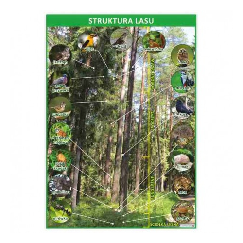 Struktura lasu
