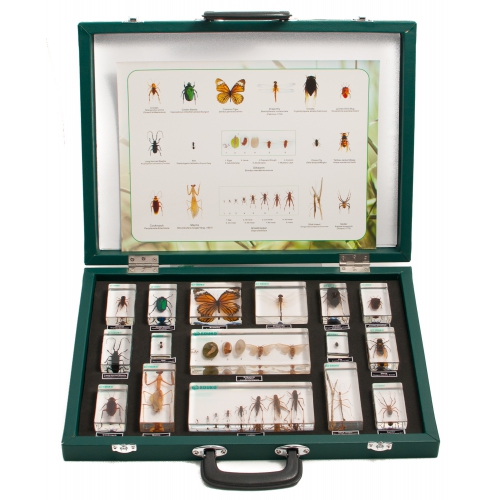 Świat stawonogów - kolekcja 16 okazów